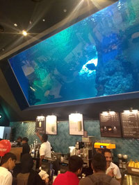 Starbucks at the Oman Aquarium, Muscat, Oman
