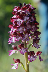 Les orchidées sauvages du Lot et Garonne - Point Info Biodiversité du Lot  et Garonne