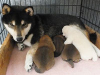 黒柴きくと子犬の画像