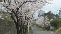 「美人の湯」の桜