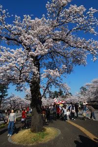 写ッセ　さくら部門賞 No.40930 華麗なる観桜会　青木 美幸(須坂市) 