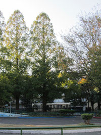 五絃舎の近く交通公園にあるセコイアの大木