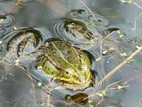 Grasfrosch FOTO: NABU/R. Jürgens