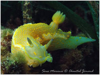 nudibranches,flabellines, doris, limaces de mer