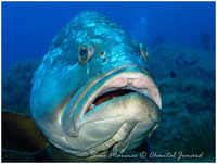 merous brun de méditerranée, merou corail, merou des antilles