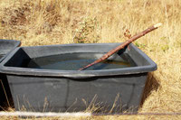 Sichere Wasserbehälter als Tränke Foto: Horst Hennchen