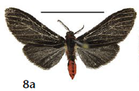 Lemyra miniatrata (Cerny 2014)