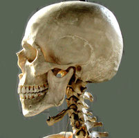 osteopatia craniale alma salute