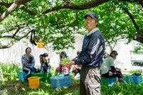 十郎梅の生産者