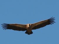 Eurasian griffon