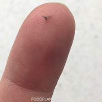 rouwmug, Sciaridae, varenrouwmug