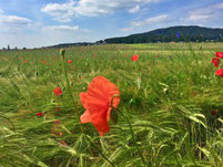 Wanderparadies Franken