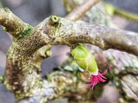 weibliche Blüte