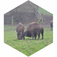 Bizons nabij Sint-Maria-Horebeke