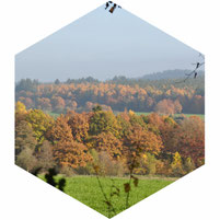 Heuvels nabij Vielsalm