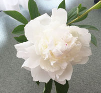 芍薬