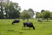 Vaches et Bovins en couleurs