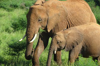 ケニアの親子象
