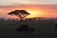 タンザニア・サファリの夕日