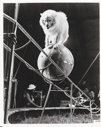 American Eskimo Dog Circus Eskie