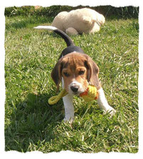 Chiot Beagle à l'école pour chiots à Dax