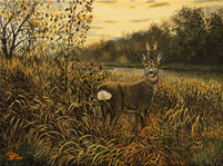 Rehbock am See 30 x 40  