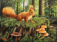 Eichhörnchen (2) 30 x 40
