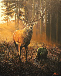 Rothirsch im Abendlicht 2  40 x 50