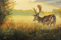 Damhirsch im Morgenlicht 40 x 60