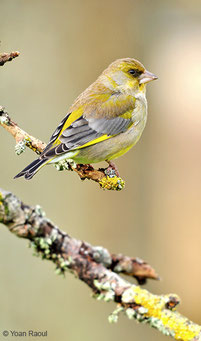 GEOCA, Groupe d'Etudes Ornithologiques des Côtes-d'Armor, ornithologie, observation oiseaux Côtes-d'Armor, avifaune Côtes-d'Armor, Verdier d'Europe, Yoan Raoul, oiseaux des jardins, Bretagne, Côtes-d'Armor