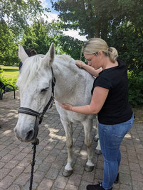 Faszientherapie Pferd Osteopathie