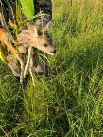 Foto: © Aktion Rehkitz