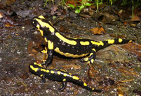 Feuersalamander; Foto: P. Thomas