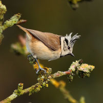 Mes photos d'oiseaux