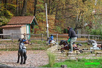 Ponyhof SBF Visa Pony Adventure Reitbahn  Freizeit land Geiselwind freizeitland freizeitpark themepark guide map parkplan anfahrt achterbahn attraktion karussell adresse preise 