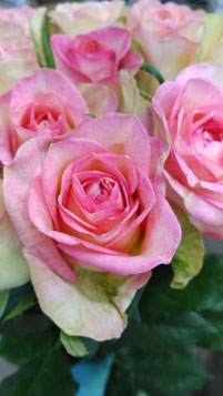 希少　新苗　岡松ローズ　カフェスル　正規苗 楽天市場】【まもなく締め切り】予約販売 バラ苗 バラ新苗