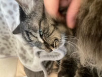 柳涼の猫画像