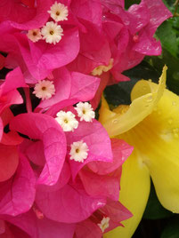 ピンクのブーゲンビリヤの中に見える白い小さいのが花。