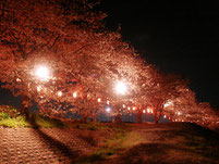 新狭山公園　夜桜まつり