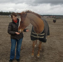 auf dem Winterpaddock