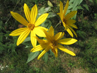 Naturabilis - Heilpflanzen