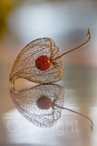 Physalis