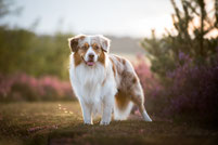 Preise Hundebetreuung, Gassiservice Potsdam