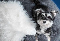 Preise Hundebetreuung, Hundetagesstätte Potsdam