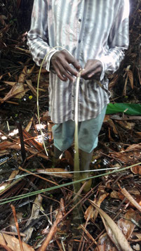 Coupe des aroumans avec l'artisan vannier Michel Pinas. Culture bushinenguée N'djuka.