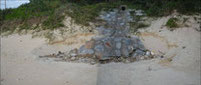 排水施設による排水で砂浜が浸食されウミガメの卵が流された（沖縄島）