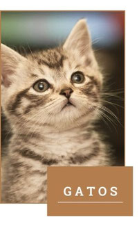 Productos para gatos
