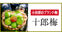 小田原のブランド梅「十郎梅」