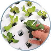 raft system, deep water culture, dwc, grow plug, hydroponics, no substrate, reusable grow plug, germination