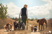Hundebetreuung, Gassiservice, Hundesitter Potsdam